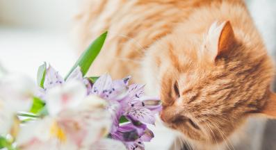 котка и цветя