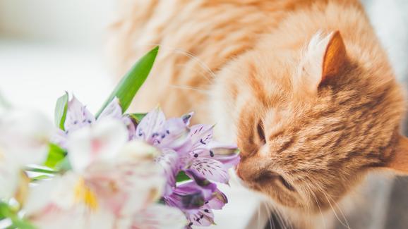 Има ли цветя и растения, които са безопасни за котките