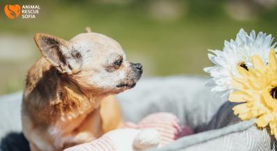 бездомно куче