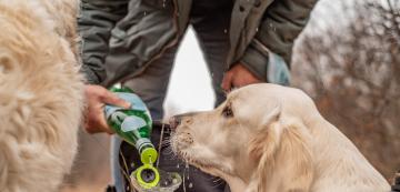 Могат ли кучетата да пият газирана вода