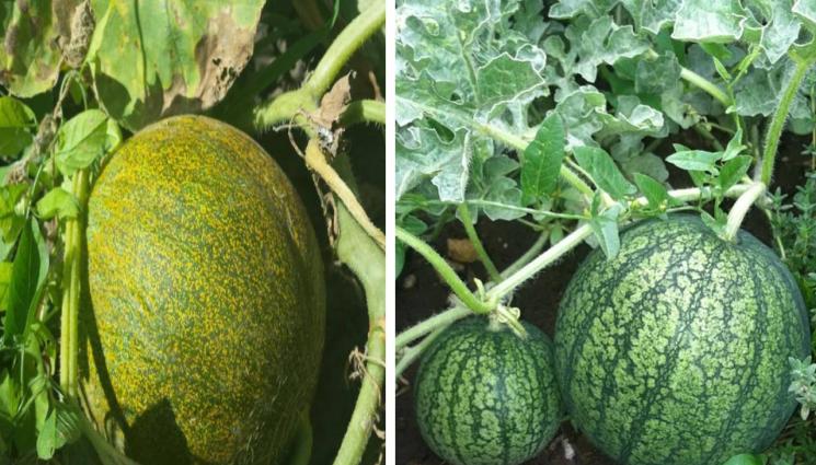 агро - Агро Телеграф: Дините се чувстават удобно при жега и вода, но не обичат да бъдат пресаждани