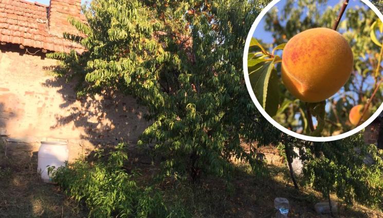 агро - Агро Телеграф: Хлад и влага провокират гъбата