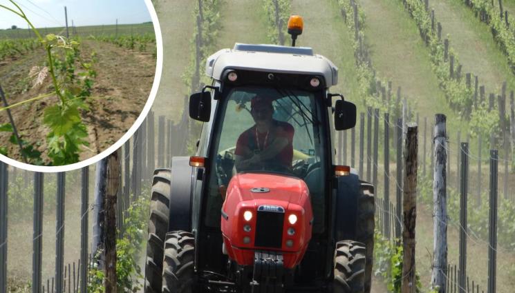 агро - Агро Телеграф: Гроздовият молец докарва сиво гниене