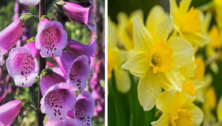 агро - Агро Телеграф: Фасулът е опасен за кокошките, напръстникът пък забавя пулса