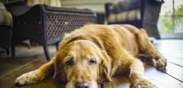 6 признака на деменция при кучетата