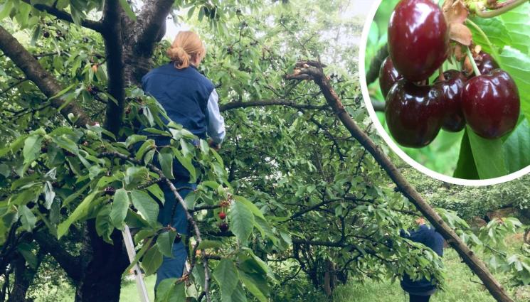 агро - Агро Телеграф: Дъждът заплашва черешите от гниене