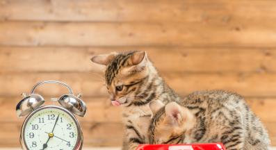 хранене на котка график