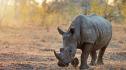 Фитнес гривна мери крачките на носорог от изкуствената савана на „Дисни уърлд