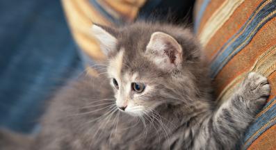 котка драска мебели