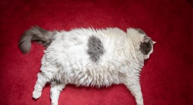 котка с наднормено тегло