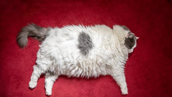 котка с наднормено тегло