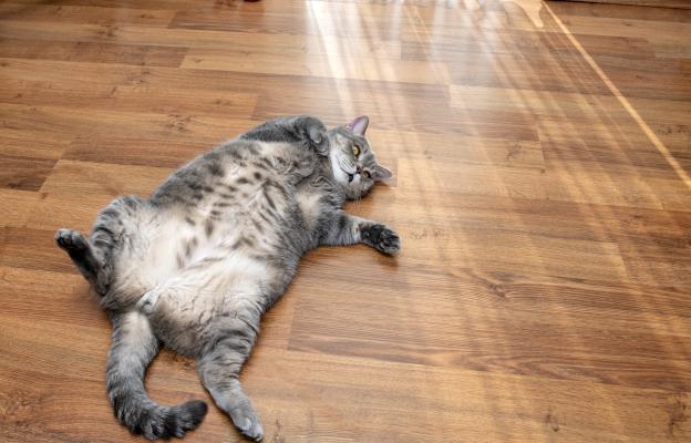котка с наднормено тегло