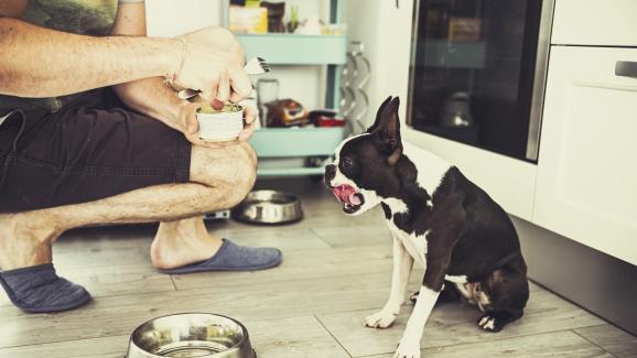 Могат ли кучетата да получат хранително отравяне