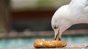 В британския окръг Девън чайка открадна около 17 килограма храна