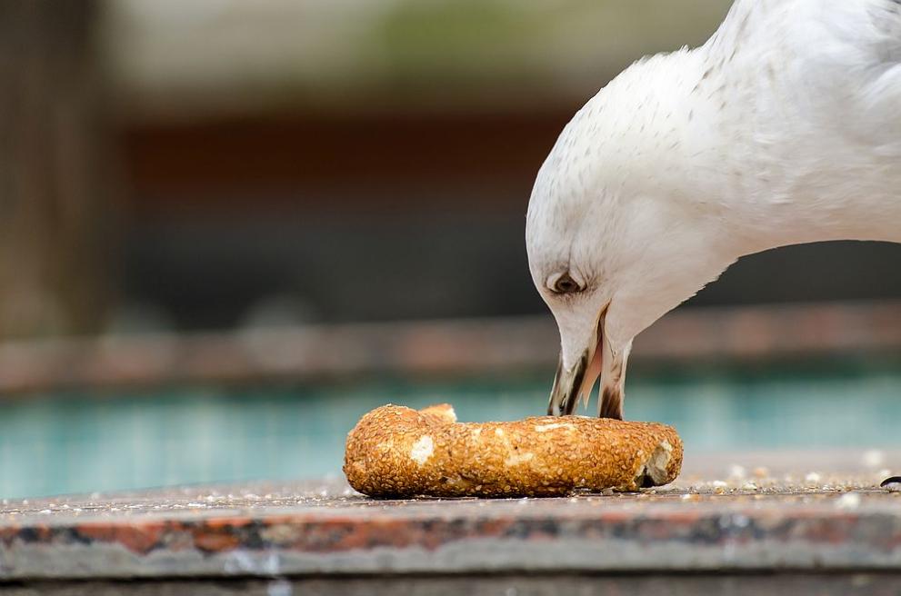 В британския окръг Девън чайка открадна около 17 килограма храна