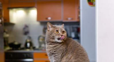 котка се мие