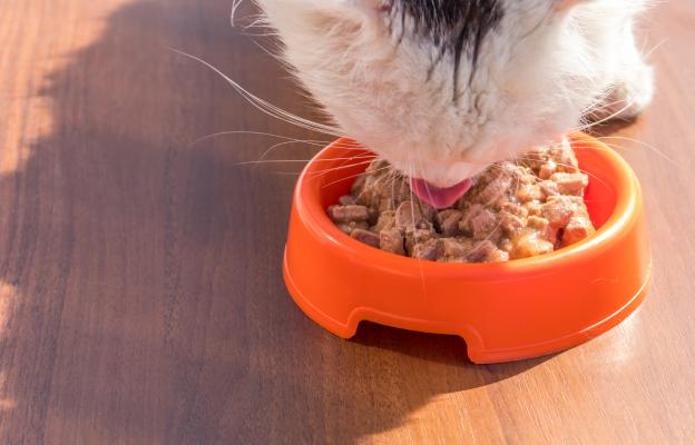 котка яде мокра храна