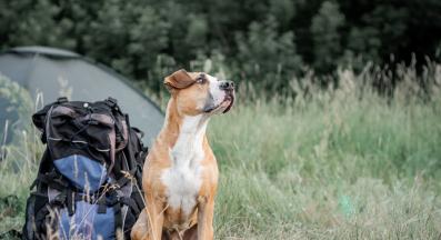 къмпинг с куче