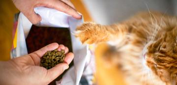 Увеличава ли се апетитът на котките след кастрация