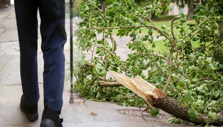 клон мъж - СТРАХОТИЯ! Възрастен мъж по чудо се отърва с най-лекото, след като клон се стовари върху него