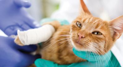 коте с рана