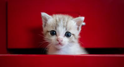 уплашена котка