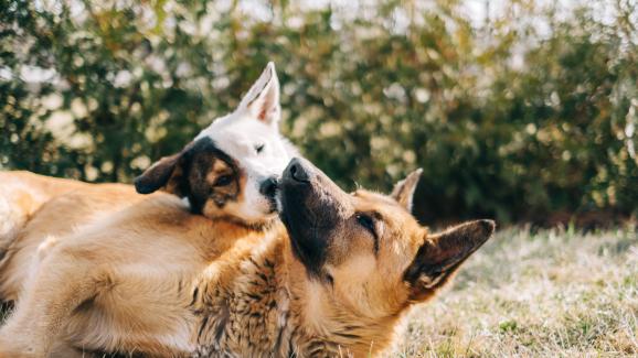 Как кучетата показват съпричастност едно към друго