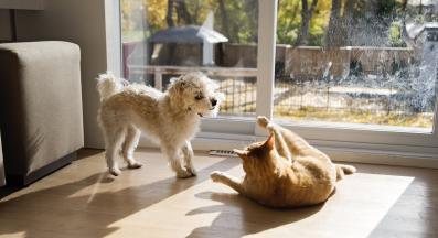 куче и котка