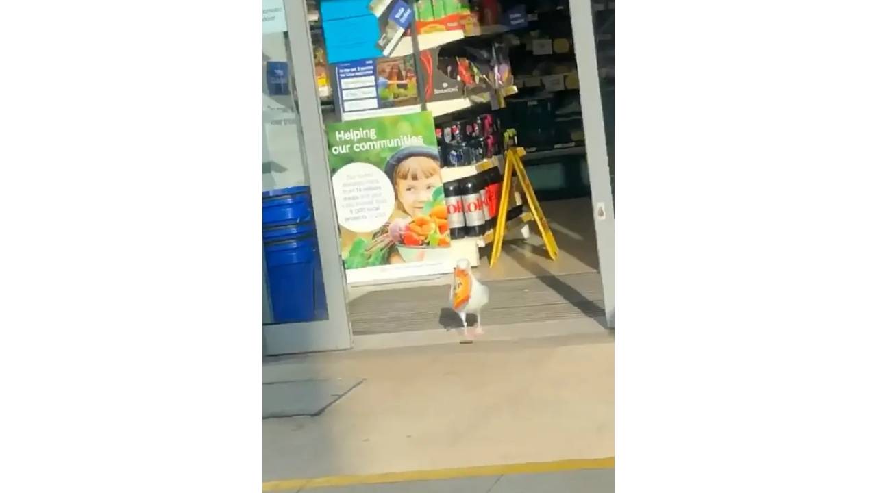 чайка