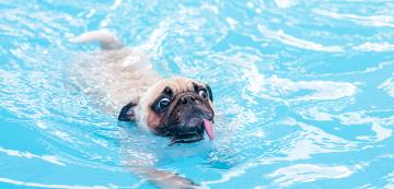 Всички кучета ли умеят да плуват
