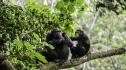 Изследване: Шимпанзетата използват сложна гласова комуникация
