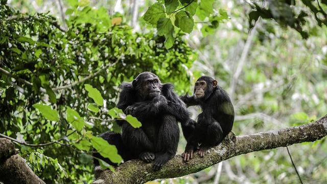 Изследване: Шимпанзетата използват сложна гласова комуникация