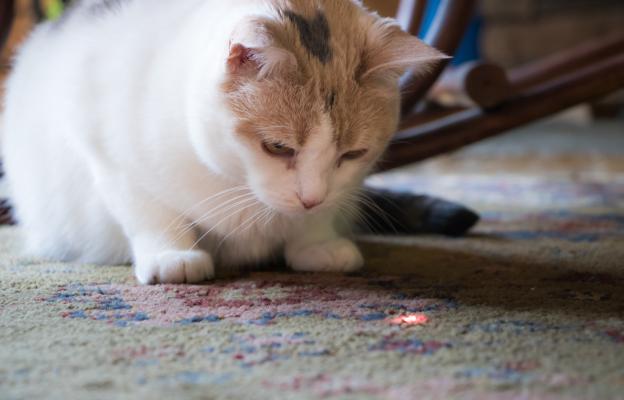 котка гони лазер
