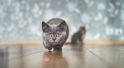 котка гони лазер