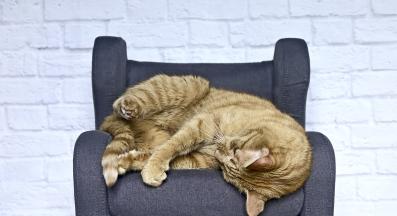 котка играе