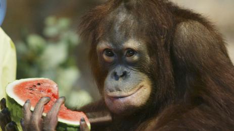 диня маймуна