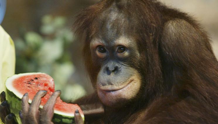 диня маймуна - ОТ ГРАДИНАТА НА БАБА: Тайни оръжия за хидратация в топлите дни