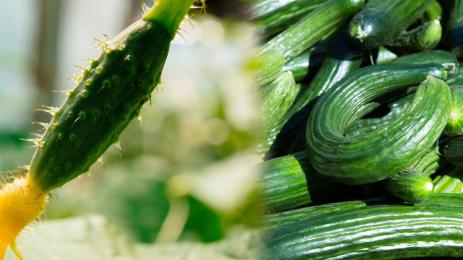 краставица