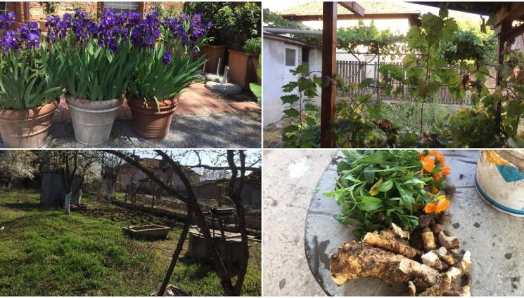 д - Агро Телеграф: Зарежете зеленчука, направете черешова градина