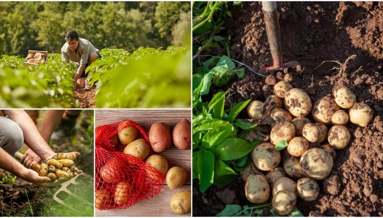 картофи - Агро Телеграф: Картофите дозряват, докато ги съхраняваме