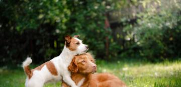 Как кучетата се учат на поведение едно от друго