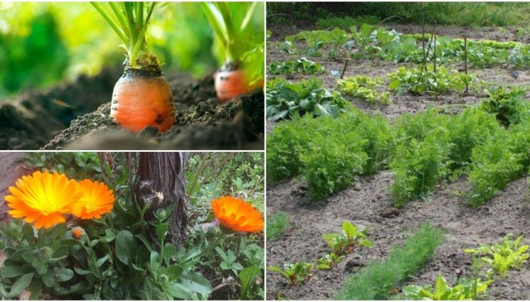 а - Агро Телеграф: Невен и лук пазят от морковена муха