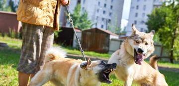 Как да спрем кучешки бой без да пострадаме