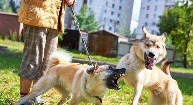 кучешки бой