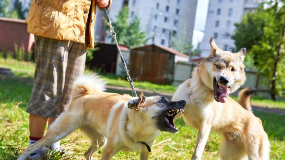 кучешки бой