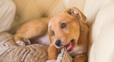 куче възглавница