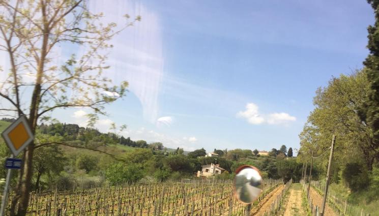 череши - АГРО: Пръскаме лозите и овошките в четвъртък