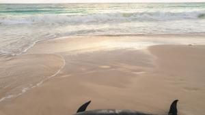 Откриха мъртъв делфин от вида муткур на плаж Смокиня край