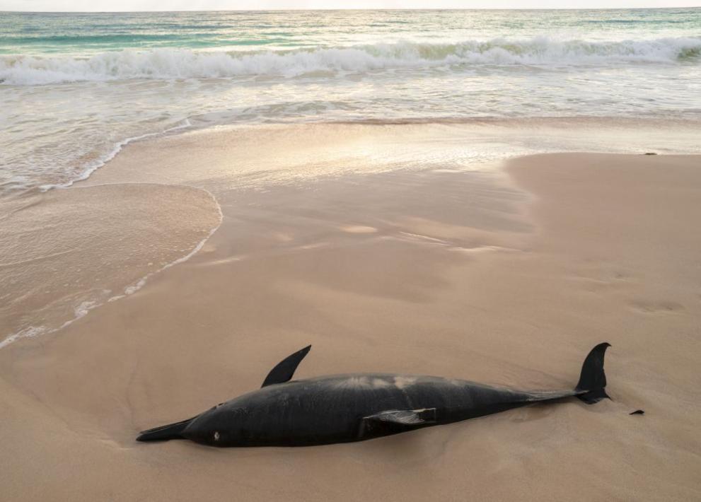 Откриха мъртъв делфин от вида “муткур” на плаж “Смокиня” край