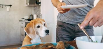 Какво да дадем за вечеря на кучето, ако храната му е свършила